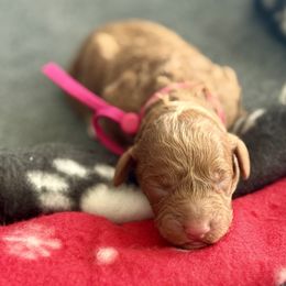 Dark pink - Red  female Goldendoodle puppy in Fontana, California from Grammy's Puppy Love doodles and poodles