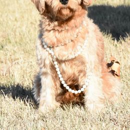 Mable - Cavapoo