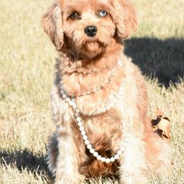 Mable - Cavapoo