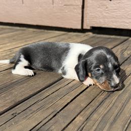 Black and Tan Piebald Male - Piebald male Dachshund puppy in Gravois Mills, Missouri from Benji’s Babies