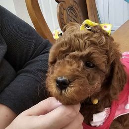 Luna - Red  Poodle puppy in Spring, Texas from Sondra's Miniature Poodles