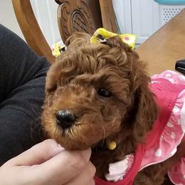 Luna - Red  Poodle puppy in Spring, Texas from Sondra's Miniature Poodles