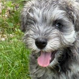 Miniature Schnauzers from Sweet and Spicy Schnauzers
