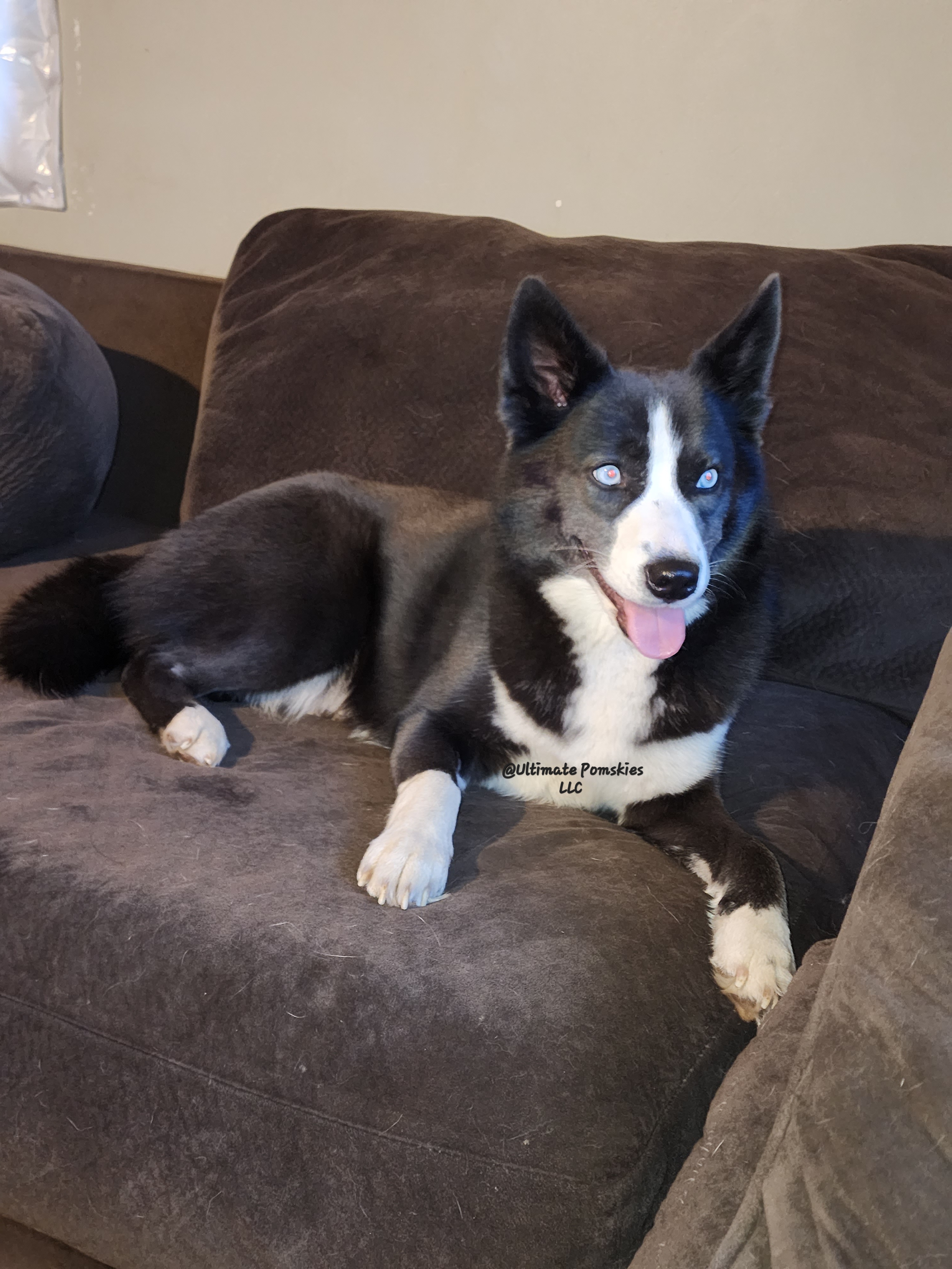 Mya - Pomsky