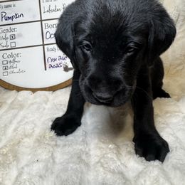 Pumpkin - Black male Labrador Retriever puppy in Troy, South Carolina from Wicked Flyer Retrievers