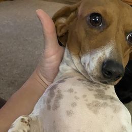 Dachshunds from Doxie Love Dachshunds