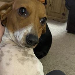 Dachshunds from Doxie Love Dachshunds