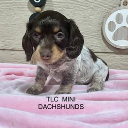 Dachshund Puppies from TLC Mini Dachshunds
