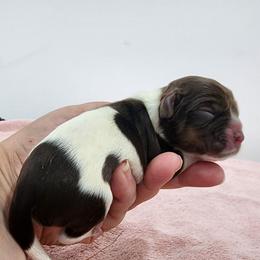 AKC Charlie Brown ( Sable Roan ) - Brown roan male Cocker Spaniel puppy in New Market, Tennessee from Down in the Holler