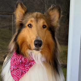 Collies from Tucker Creek Collies