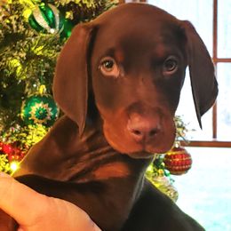 Doberman Pinscher Puppies from Schloss Velburg Dobermanns
