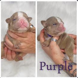 Purple collar - Lilac tri-color female Bulldog puppy in Seattle, Washington from Authentic Bullys