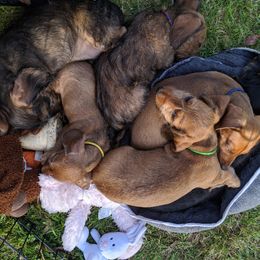 Dachshund Puppies from Grand River Dachshunds