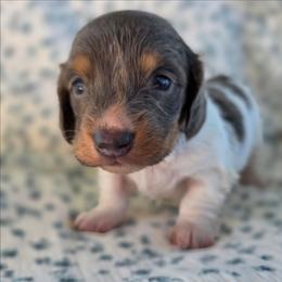 Dolly - Blue and tan female Dachshund puppy in Lexington, Oklahoma from Long Doggy Acres Miniature Dachshunds