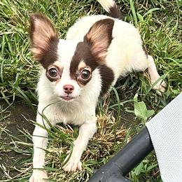 Maple - Chocolate and white female Chihuahua puppy in New Castle, Delaware from Sasha’s Elite Kennel LLC