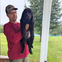Black Newfoundland Male Orange Collar - Black male Newfoundland puppy in Burfordville, Missouri from Umfleet Farms