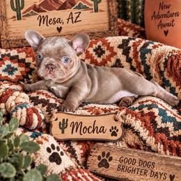 Mocha - Tricolors female French Bulldog puppy in Klamath Falls, Oregon from S-D Frenchies