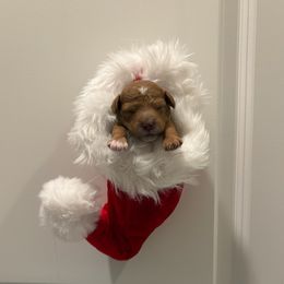 Bean - Red  male Goldendoodle puppy in Mesa, Arizona from AZ River Doodles