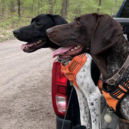 German Shorthaired Pointers from Fox Hollow Homestead