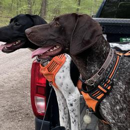 German Shorthaired Pointers from Fox Hollow Homestead
