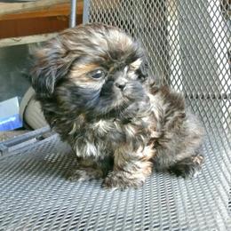 Toffee - Brindle male Shih Tzu puppy in Wild Rose, Wisconsin from Sorenson's Shih-tzus