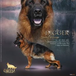 Digger - German Shepherd