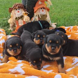 Boy 1 - Black and mahogany male Rottweiler puppy in De Witt, Iowa from Irish Eyes Kennels