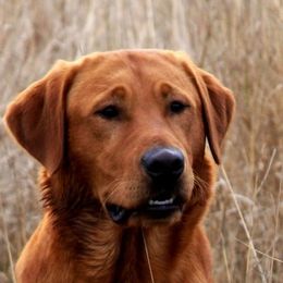 Labrador Retrievers from Torg's Labs