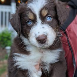 Kona - Red tri-color male Australian Shepherd puppy in Acworth, Georgia from Aussomely Yours, Australian Shepherds