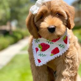 Australian Labradoodle Puppies from Pixie Doodle Paws