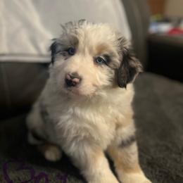Aussiedoodle and Australian Shepherd Puppies from Queen Bee Aussies