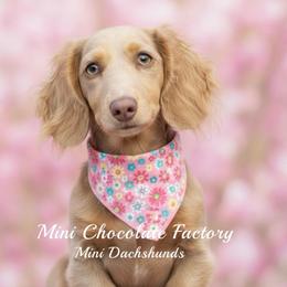 Bailey - Dachshund