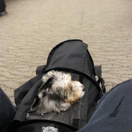 Aussiedoodle and Australian Shepherd Puppies from Junipersdoodles