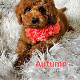 Autumn - Red  female Goldendoodle puppy in Syracuse, Utah from Just Doodling Dogs
