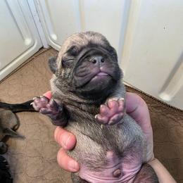 Silver - Fawn male Pug puppy in Rutherfordton, North Carolina from Sweetie Pie Pugs