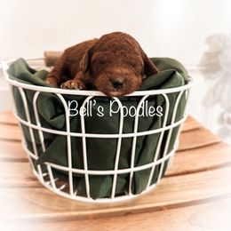 Poodle Puppies from Bell’s Poodles
