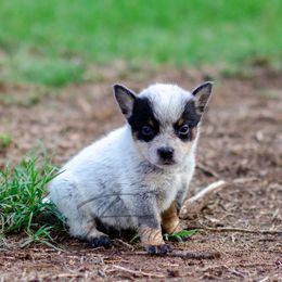 Loyal - Blue male Australian Cattle Dog puppy in Fairview, Oklahoma from Flying D Kennels