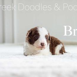 Bruiser - Red male Bordoodle puppy in Woodruff, South Carolina from Crooked Creek Doodles and Poodles