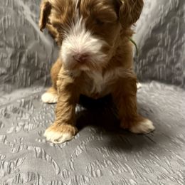 Australian Labradoodle Puppies from Cali Dream Doodles