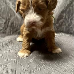 Australian Labradoodle Puppies from Cali Dream Doodles