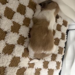Shih Tzu Puppies from Wood Foo Breeders