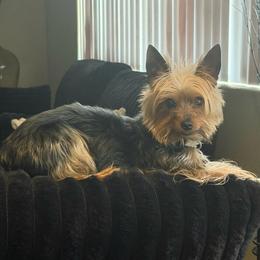 Carter - Yorkshire Terrier