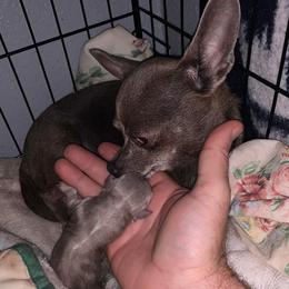 Shadow - Chihuahua