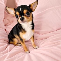 Princess - Chihuahua