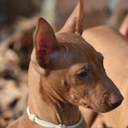 Z-Faro's Browncoat Queen "Zôé" - Pharaoh Hound puppy in Willamsville, New York from Z-Faro Kennels