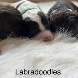 Labradoodles from The Lovadoodles of Texas