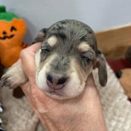 Cleo - Dapple female Dachshund puppy in Bullard, Texas from Mimidachs of Texas