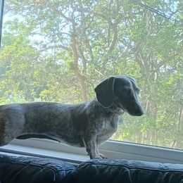 Dachshund All Grown Up from Family and farm friendly dachshund