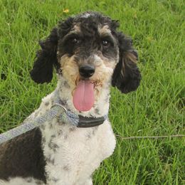 Oreo - Poodle