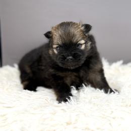 Pomeranian Puppies from Torrey Hills Poms